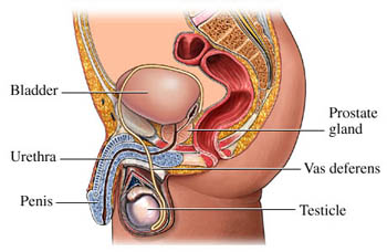 what is the prostate